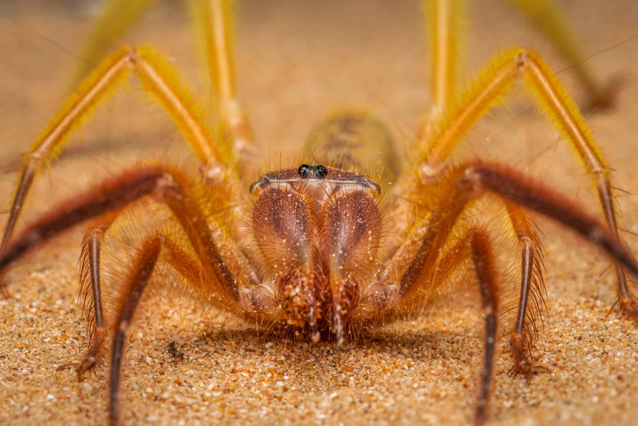 Camel spiders are not recommended as pets