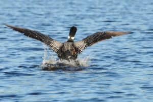 10 Incredible Common Loon Facts photo