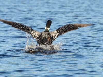 A 10 Incredible Common Loon Facts