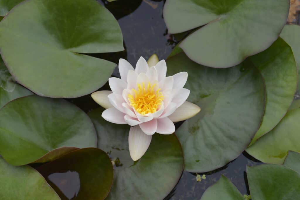 White water lily - Latin name - Nymphaea alba