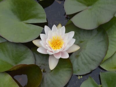 A Water Lily vs. Lotus: What Are The Differences?