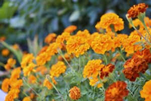 Top 5 Best Annual Flowers For Zone 4 Picture