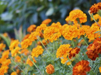 A 5 Plants That Like Direct Sunlight