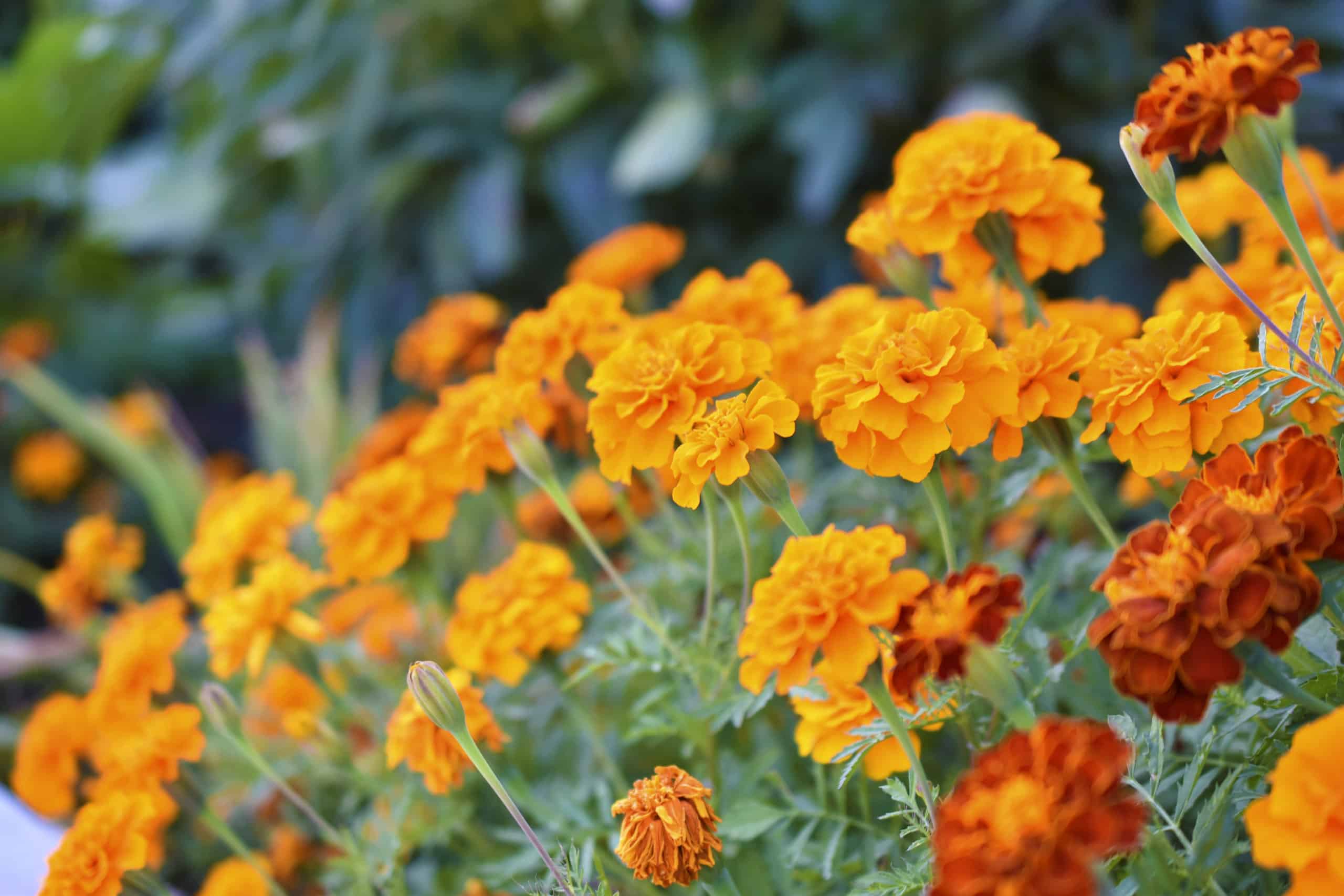 close-up of dozens of marigolds with green background