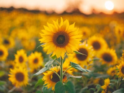 A How and When to Harvest Sunflower Seeds