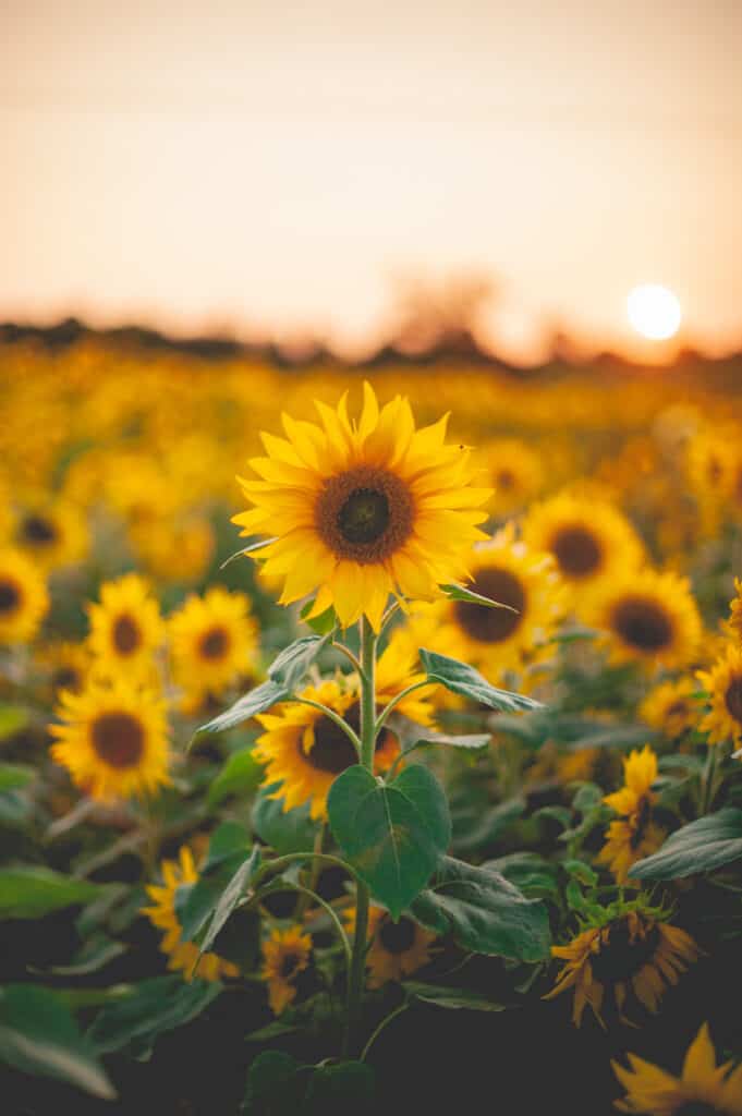 Sunflowers at Sunset