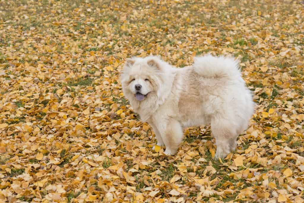 Chow chow is standing on a yellow foliage in the autumn park. 