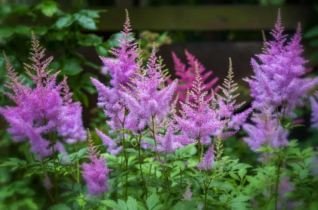 Pink fresh astilbe flowers with green foliage