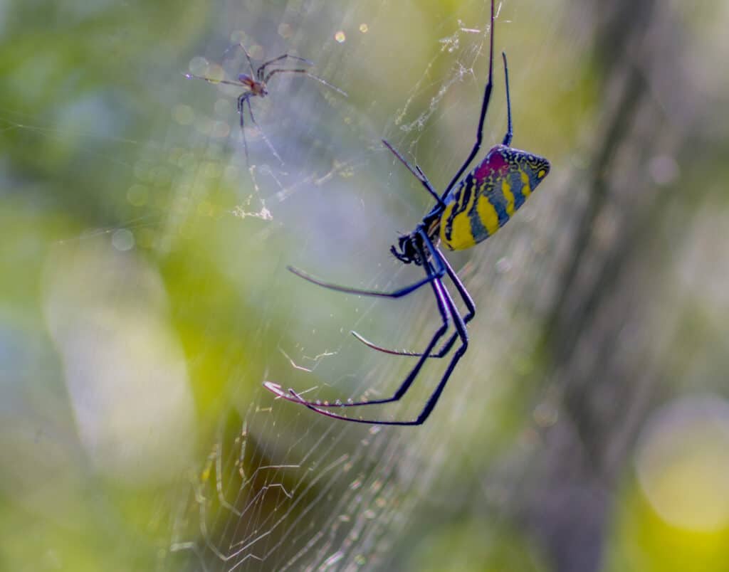 No, you don't need to worry about joro spiders : NPR