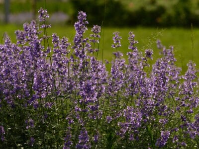 A Catmint vs. Russian Sage: What’s the Difference?