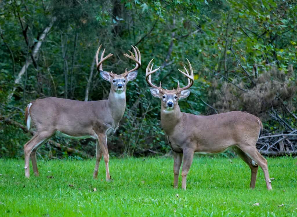 black white tailed deer