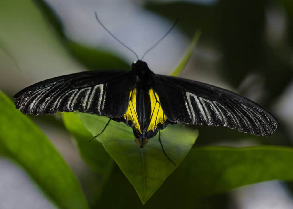 Golden Birdwing