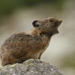 An American Pika (Ochotona princeps) calling or screaming with its mouth open from on top of a rock at Whistler-Blackcomb Mountain in BC, Canada.