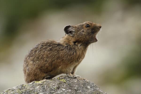 An American Pika (Ochotona princeps) calling or screaming with its mouth open from on top of a rock at Whistler-Blackcomb Mountain in BC, Canada.
