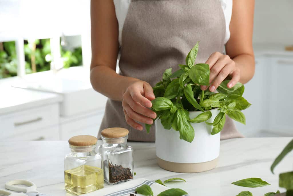 person arranging a basil plant in a pot.