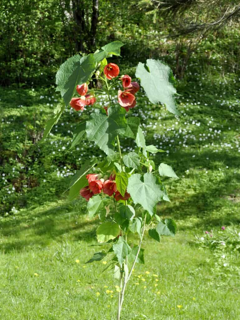 Red Indian mallow Abutilon plant in garden.