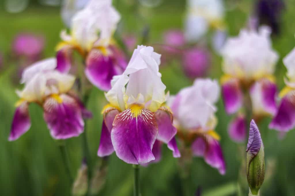 White and fushcia Bearded Iris with yellow beard in springtime garden