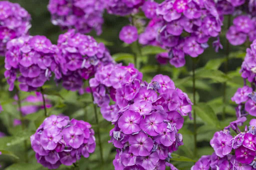 Best Perennial Flowers For Zone 5: Phlox Grape Lollipop