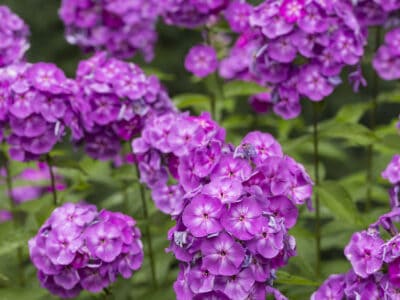 A 7 Best Perennial Flowers For Zone 5