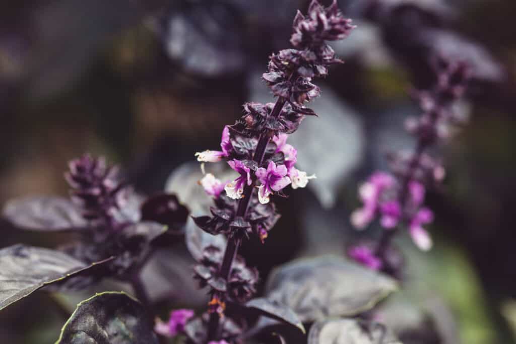 Perennial Is A Sweet Basil