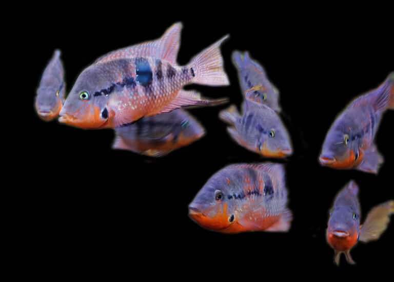 Firemouth cichlid