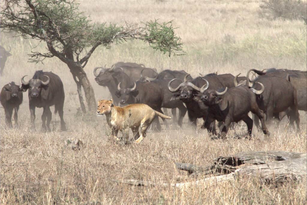 Watch a Lioness Hide in a Tree When 100+ Buffalo Flank Her From All Sides - AZ Animals