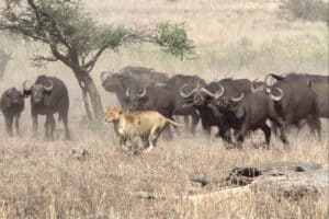 Buffalo With a Lion Hanging From Its Face Is Saved by Brave Members of Its Herd Picture