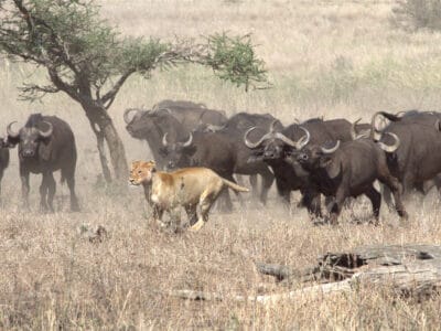 A Watch a Lioness Hide in a Tree When 100+ Buffalo Flank Her From All Sides