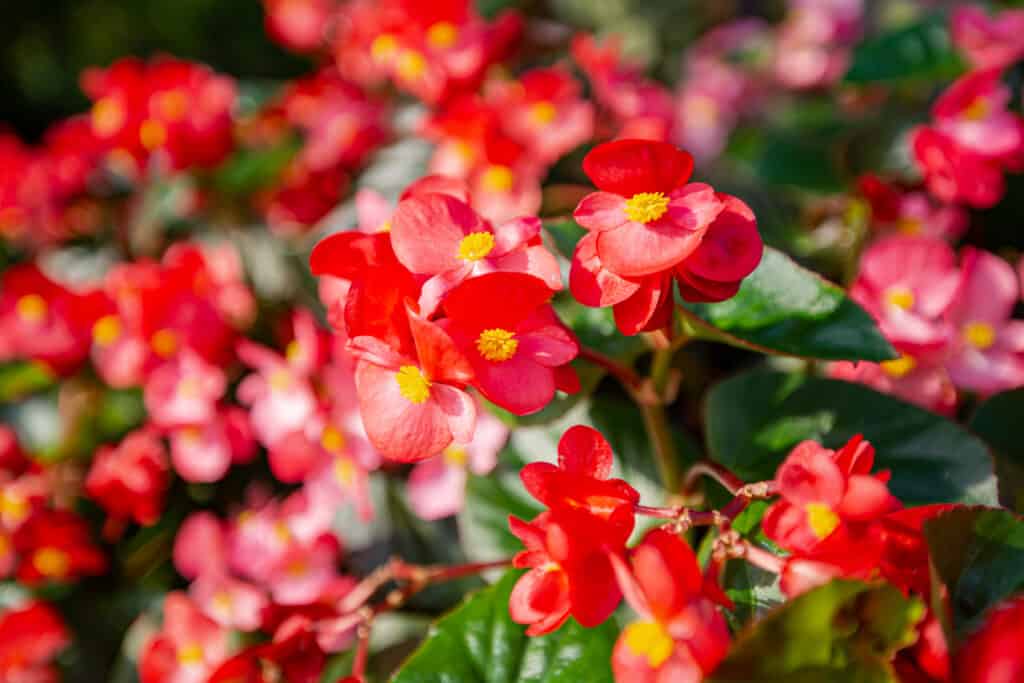 Flowers to Plant in January