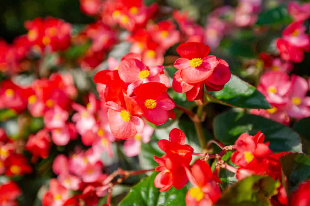 Red begonia in the field