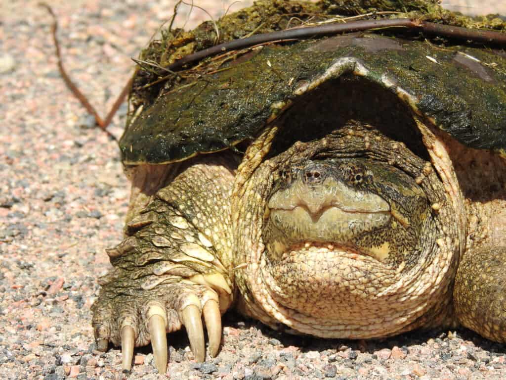 Monster-sized snapping turtle weighing 100 POUNDS is pulled from a river in  Florida