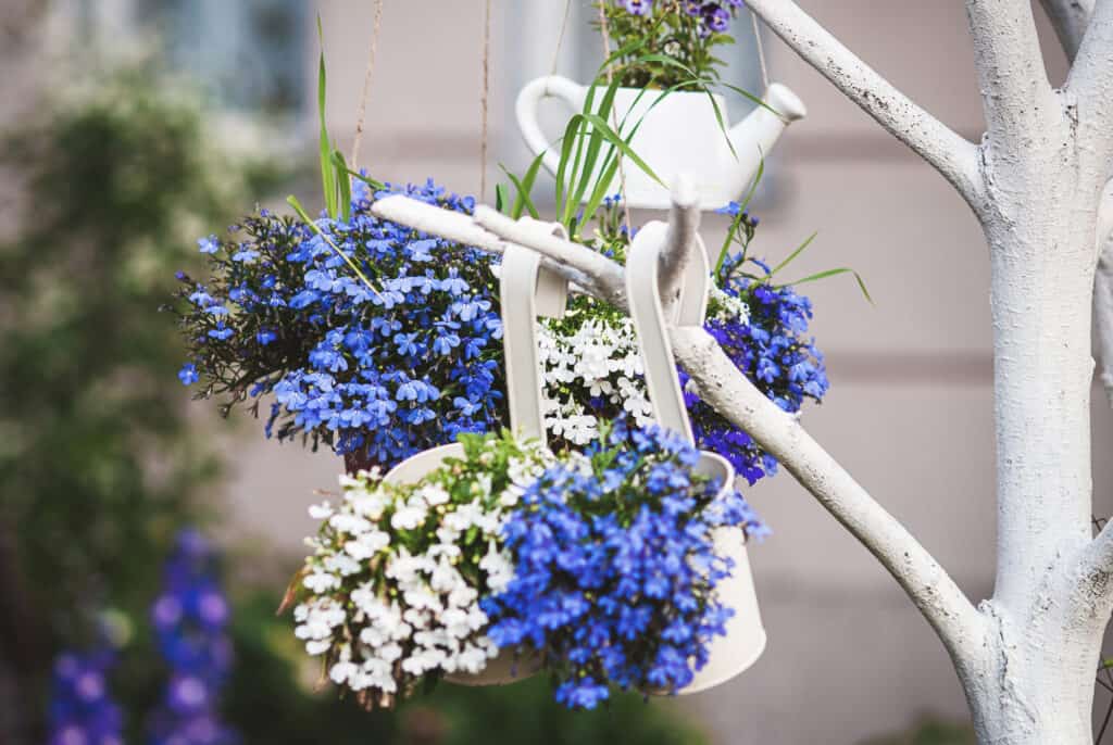 Blue white lobelia flowers in plant hangers growing outdoors, hanging plant holder ideas for gardens