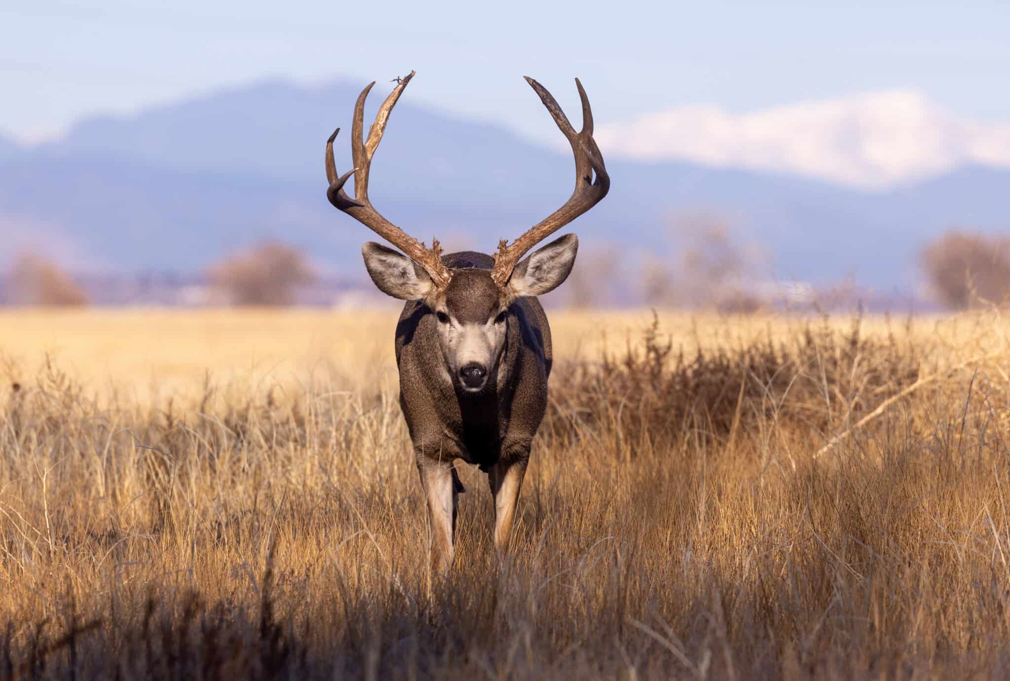 Mule Deer vs Black-tailed Deer: What Are the Differences? - A-Z Animals