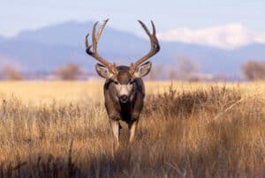 Deer Season In Nebraska: Everything You Need To Know To Be Prepared photo