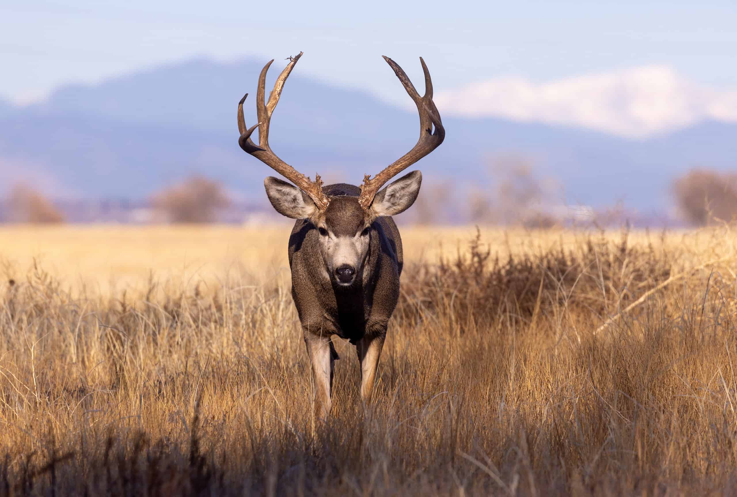 Deer Season in California AZ Animals