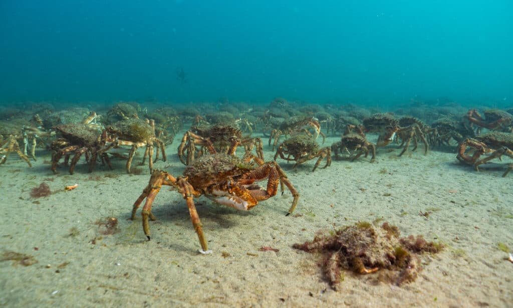 Crabe, Fond marin, Faune, Faune sauvage, Animaux à l'état sauvage