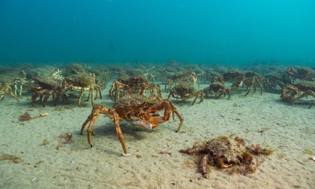 This shows a large group of spider grabs walking across the ocean floor underwater. 