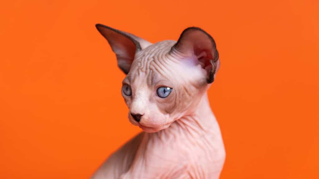 Types of Hairless Cats: kitten with blue eyes looking away