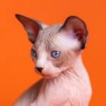 Hairless cats may look strange, but they are cuddly sweethearts that make excellent companions.