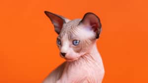 72 Perfectly Fitting Hairless Cat Names Picture