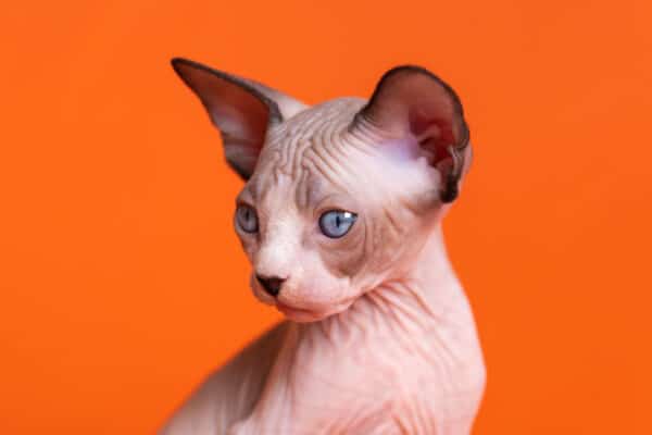 Hairless cats may look strange, but they are cuddly sweethearts that make excellent companions.