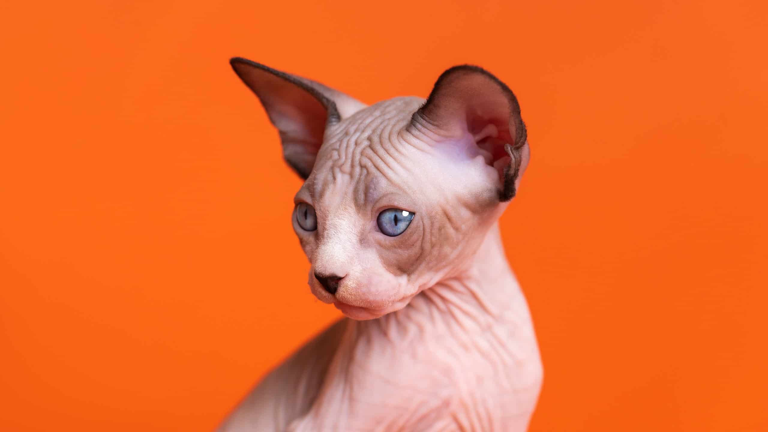 Close-up portrait of Sphynx Cat of seal mink and white color. Kitten with blue eyes looking away