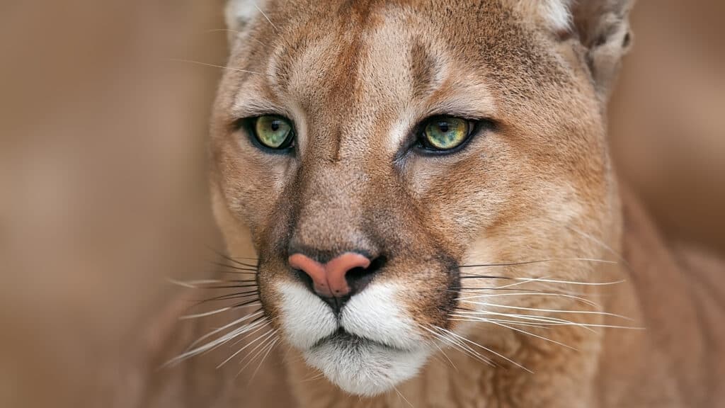 largest cougar ever caught in California weighed 200 pounds