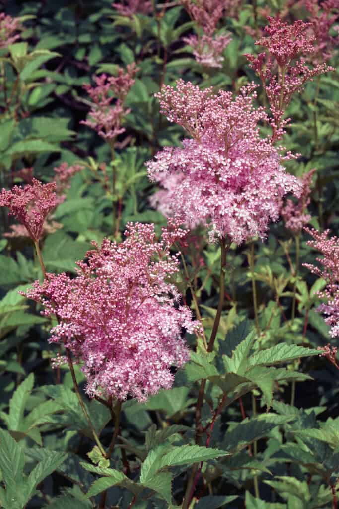 Close-up image of Queen of the prairie plant in blossom