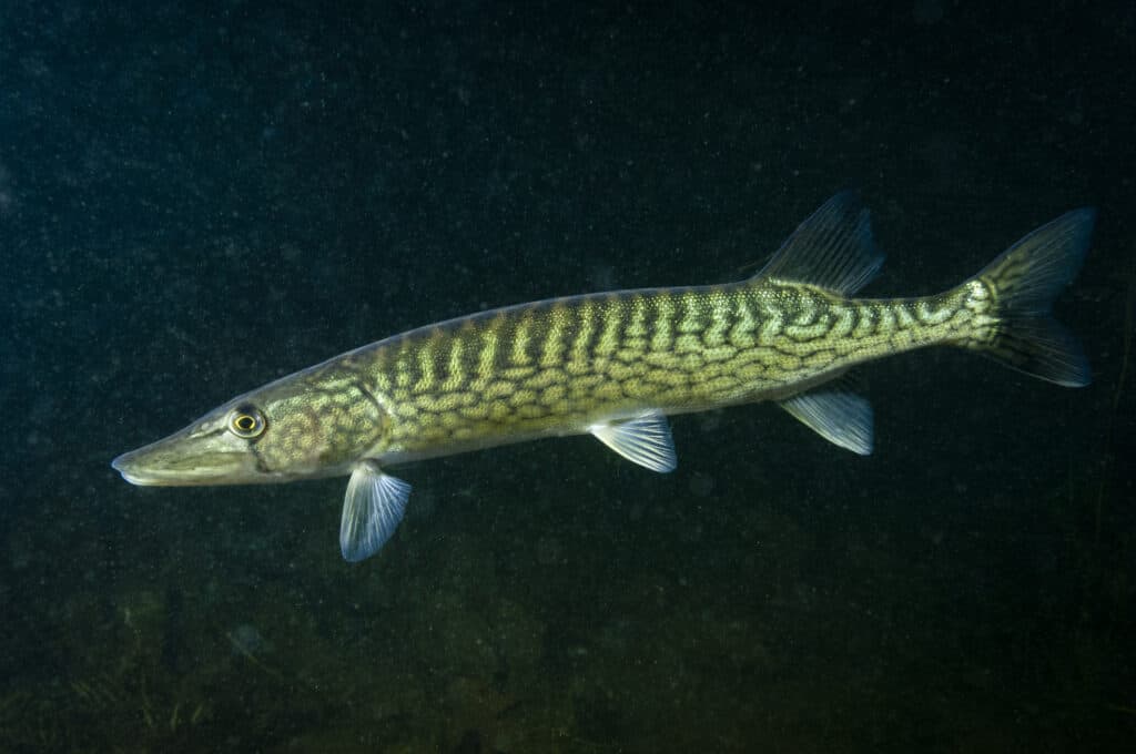 Chain Pickerel