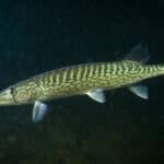 Chain pickerel