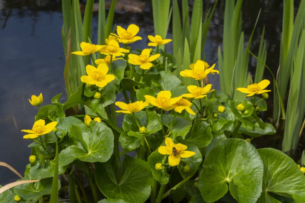 Yellow marsh marigolds blooming on a spring day.