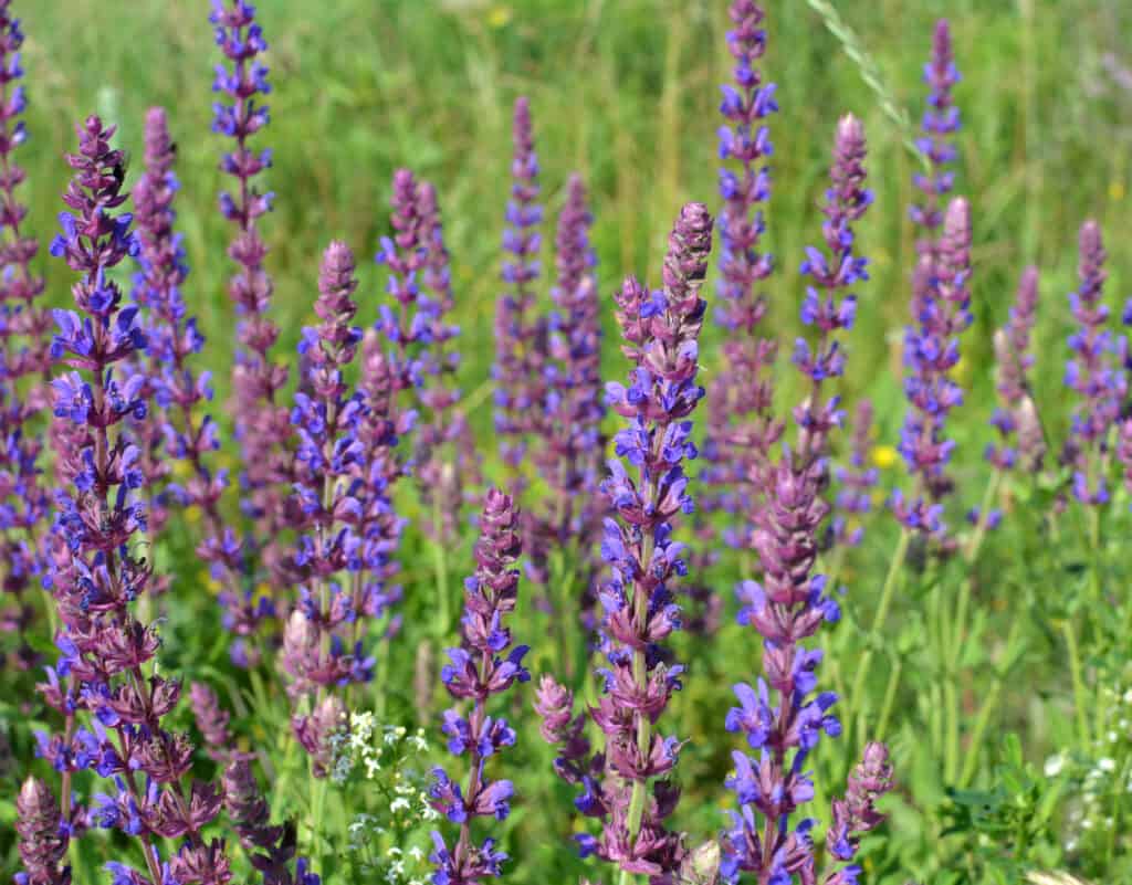 Summer sage (Salvia pratensis) blooms among wild herbs