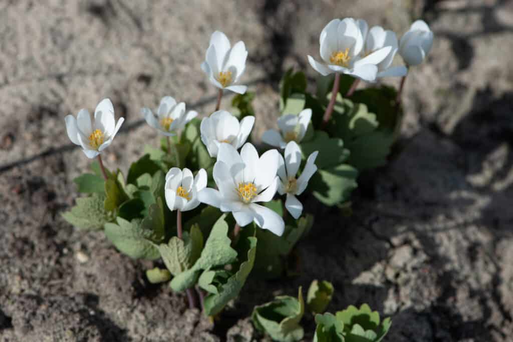 Bloodroot, Sanguinaria canadensis flowers, perennial, herbaceous flowering plant. Close up.