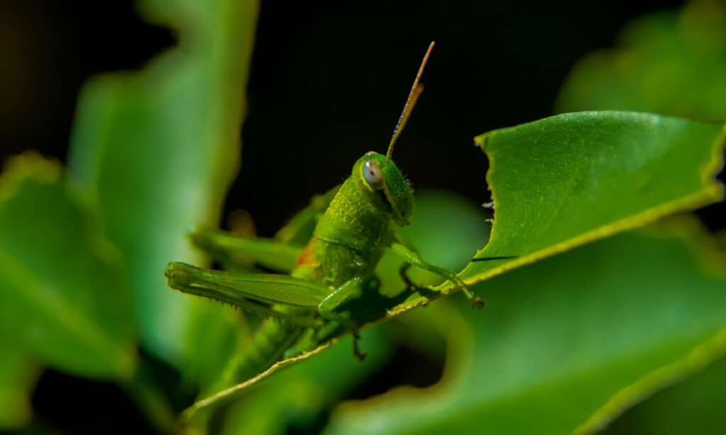 grasshopper eating